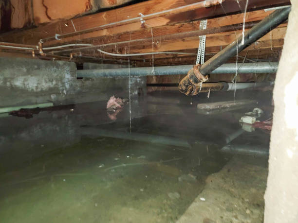 Best Sewage cleanup and water damage restoration  in Ntgomery City, MO
